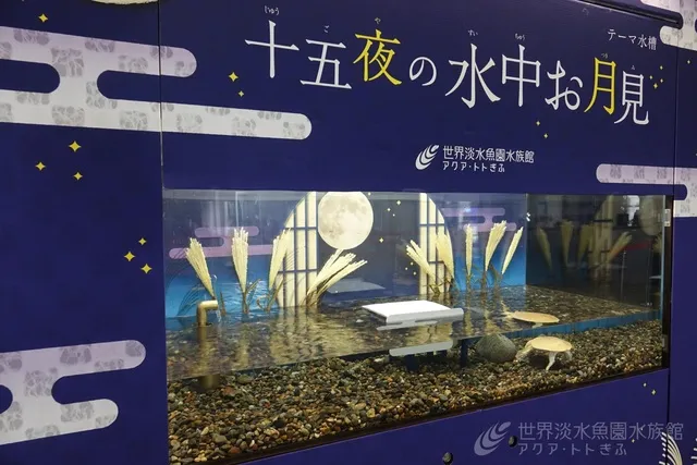 テーマ水槽『十五夜の水中お月見』