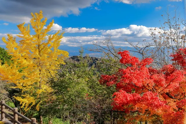 【紅葉・見ごろ】高山森林公園