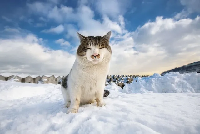 土肥美帆写真展「北に生きる猫－みんなケンジを好きになる－」_1