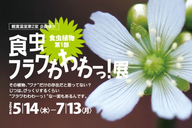 企画展示「食虫植物 第1部 食虫フラワわわわーっ！展」_1