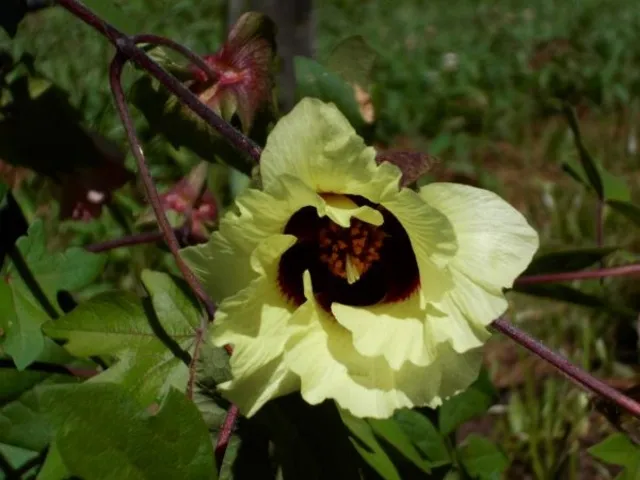 【花・見ごろ】錦織公園　綿の花_1