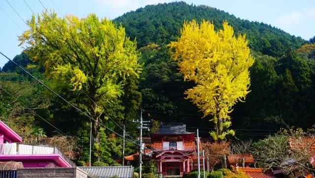 【紅葉・見ごろ】能満寺イチョウ_1