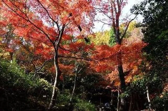 【紅葉・見ごろ】摂津峡公園_1