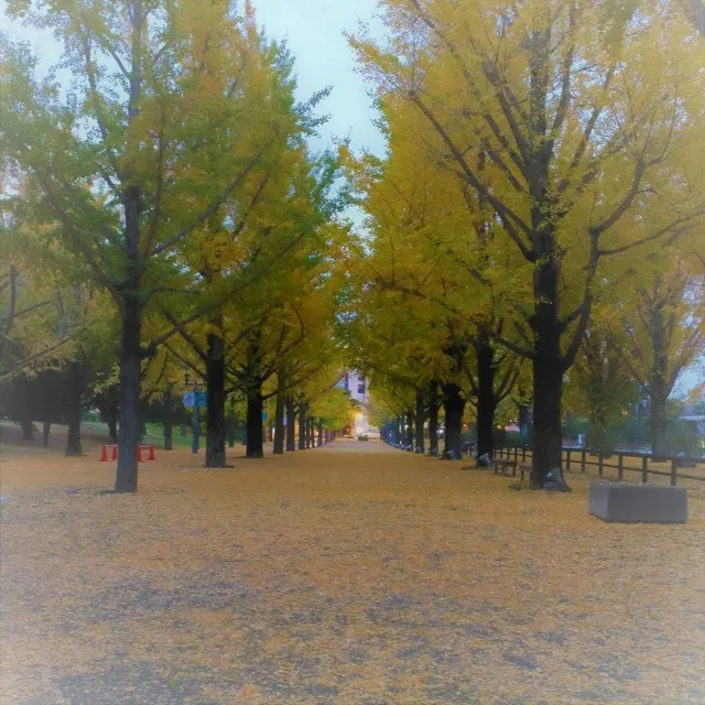 【紅葉・見ごろ】熊本県庁プロムナード_1