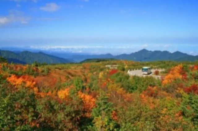 【紅葉・見ごろ】弥陀ヶ原_1