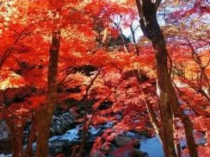 【紅葉・見ごろ】夏井川渓谷_1