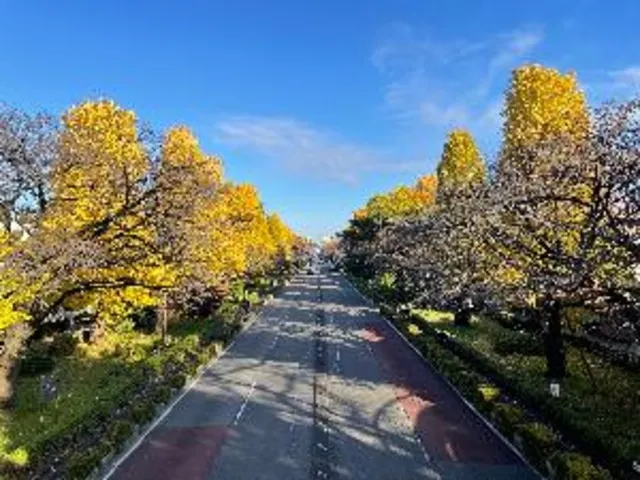 【紅葉・見ごろ】大学通り_1