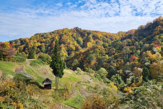 【紅葉・見ごろ】留守原の棚田_1