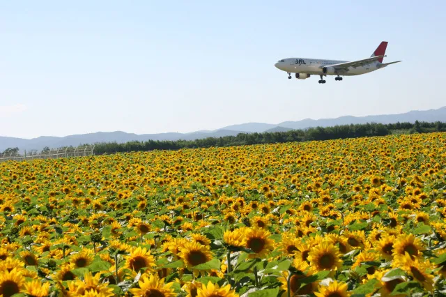 【花・見ごろ】空港横リサイクルセンター前のひまわり_1
