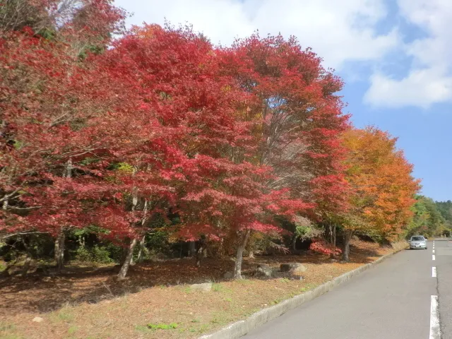 【紅葉・見ごろ】野呂山_1