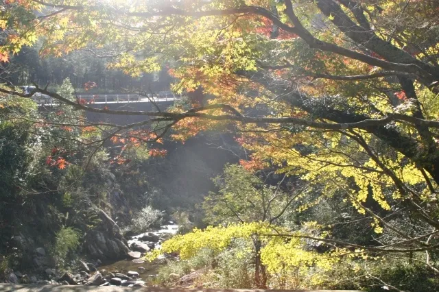 【紅葉・見ごろ】柏原渓谷_1