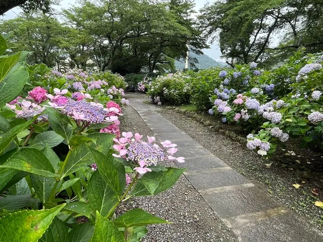 都麻乃郷あじさい園_1