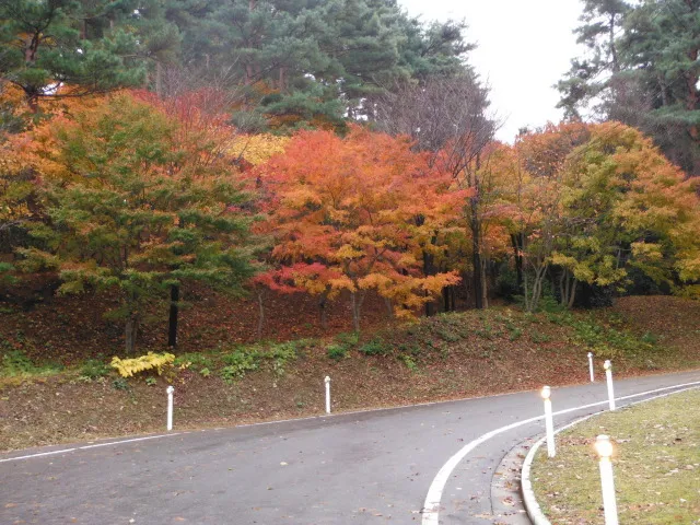 【紅葉・見ごろ】眺海の森_1
