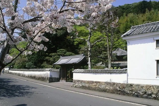 【桜・見ごろ】歴史と文学のみち