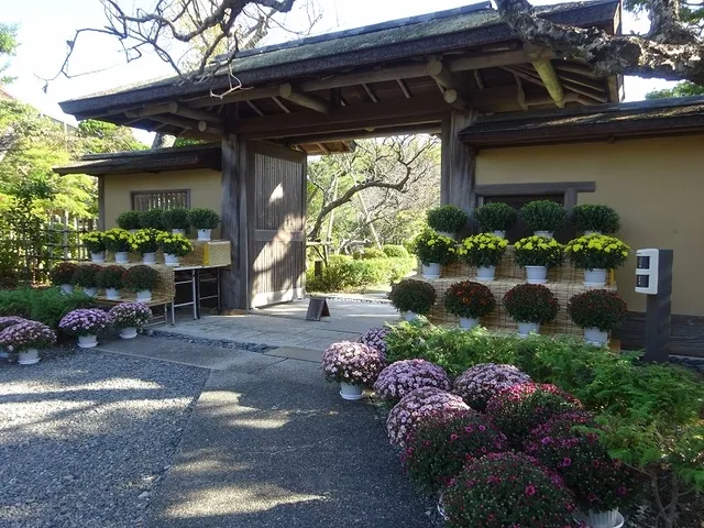 ざる菊の展示_1