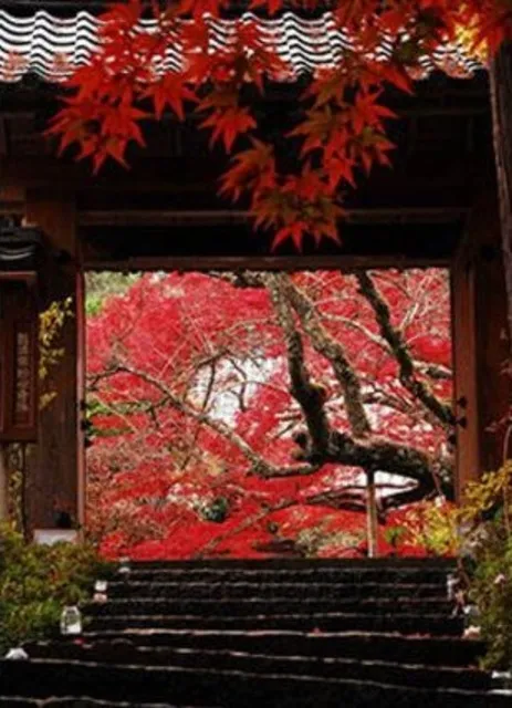 【紅葉・見ごろ】神藏寺_1
