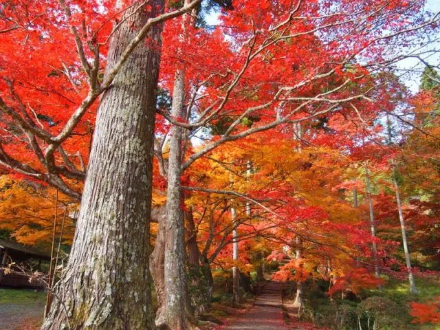 【紅葉・見ごろ】龍穏寺_1