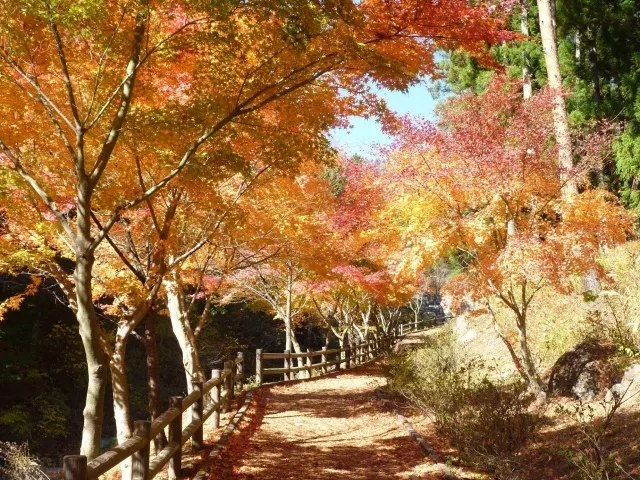 【紅葉・見ごろ】神鈴の滝遊歩道のカエデ_1