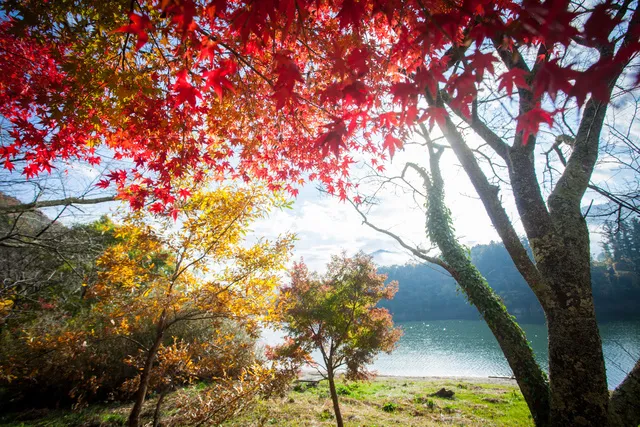【紅葉・見ごろ】もみじの里公園_1