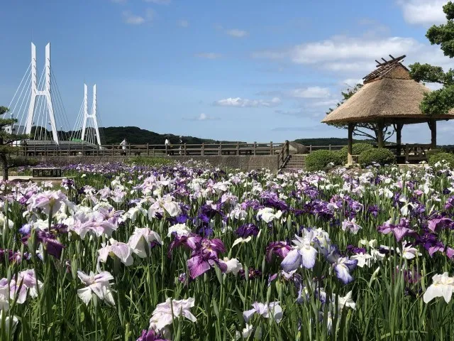 【花・見ごろ】ときわ公園のショウブ_1