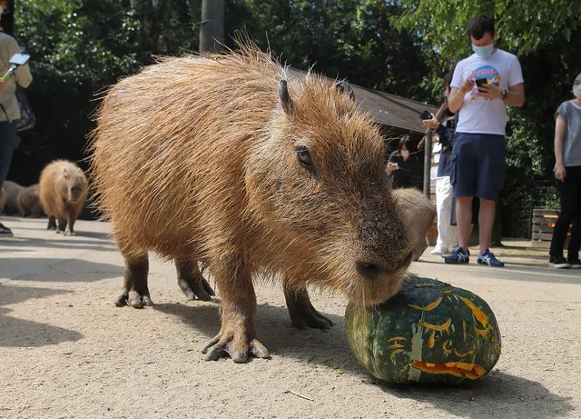 長崎バイオパーク　カピバラのジャックオーランタン_1