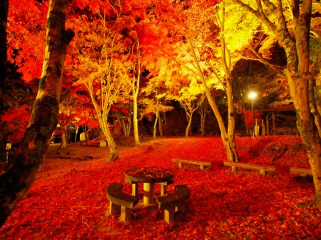 笠置山もみじ公園「もみじライトアップ」_1
