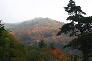 【紅葉・見ごろ】剣山_1