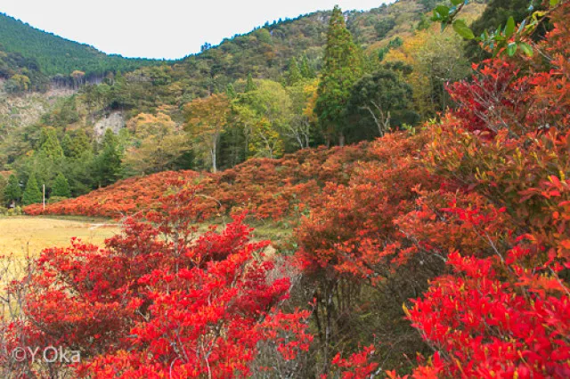 【紅葉・見ごろ】21世紀の森のドウダンツツジ_1