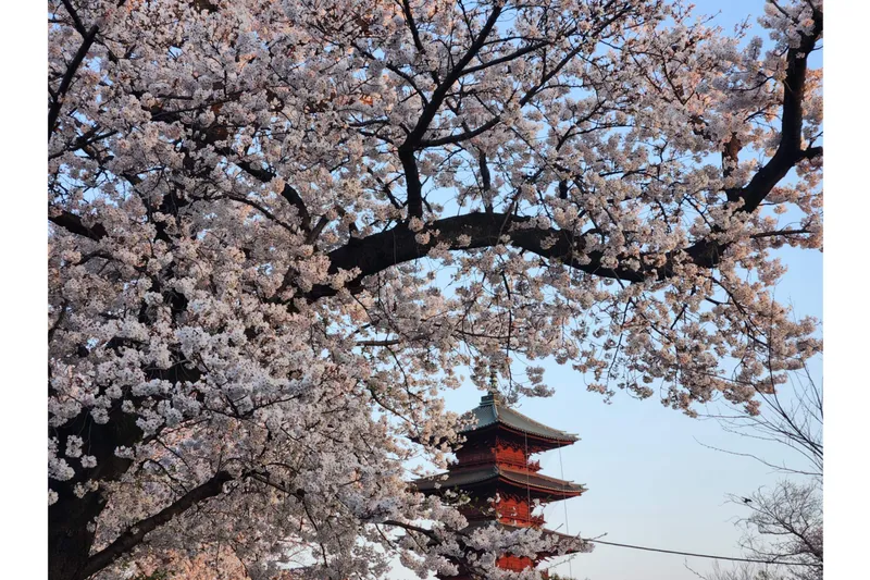 おおたの桜を楽しもう2026