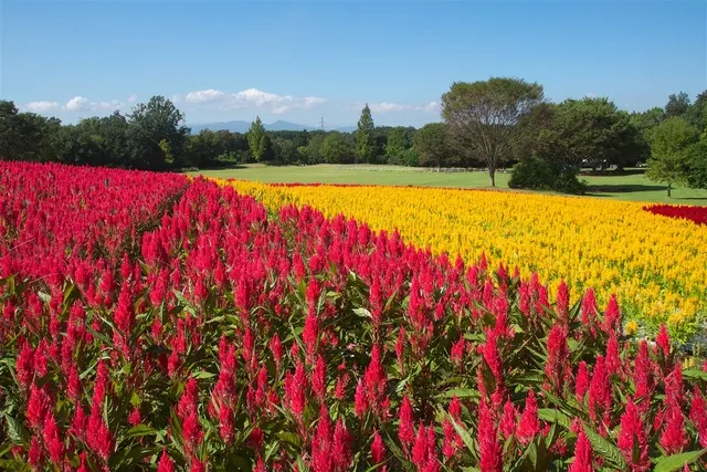 【花・見ごろ】国営武蔵丘陵森林公園　羽毛ゲイトウ_1