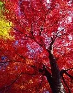 【紅葉・見ごろ】アルプス公園_1