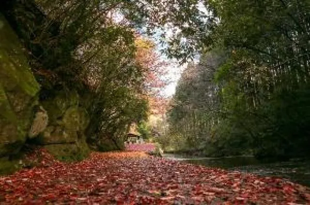 【紅葉・見ごろ】岳切渓谷_1