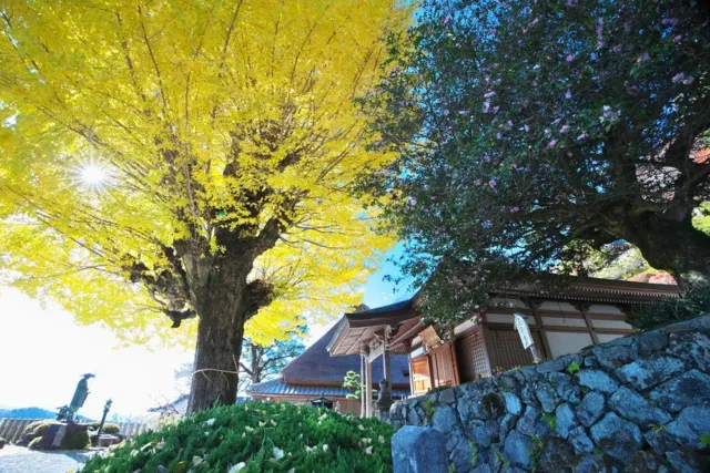【紅葉・見ごろ】堀越癪観音_1