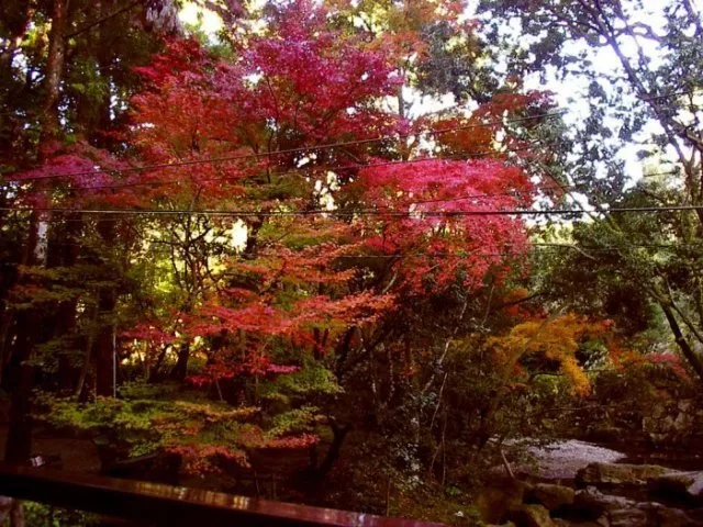 【紅葉・見ごろ】慈眼寺公園_1