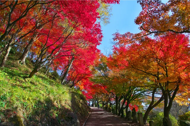 【紅葉・見ごろ】西山公園_1