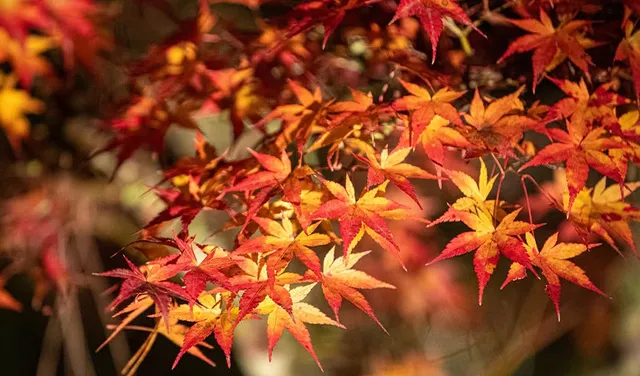 紅葉谷公園 ライトアップ_1