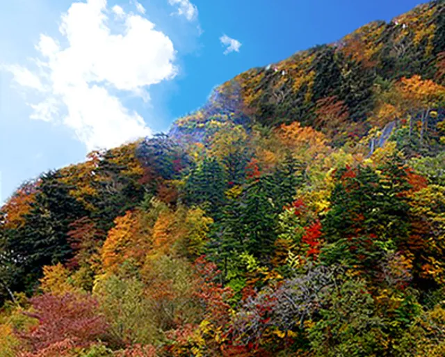 【紅葉・見ごろ】石鎚スカイライン_1