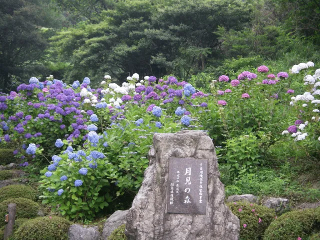 【あじさい・見ごろ】月見の森_1
