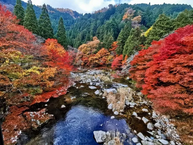 【紅葉・見ごろ】奥津渓_1