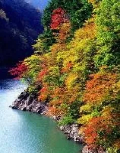 【紅葉・見ごろ】梓川渓谷_1