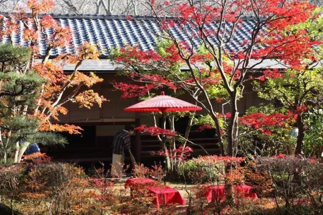 【紅葉・見ごろ】佐倉城址公園_1