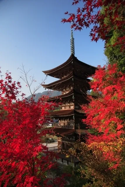 【紅葉・見ごろ】国宝瑠璃光寺五重塔_1