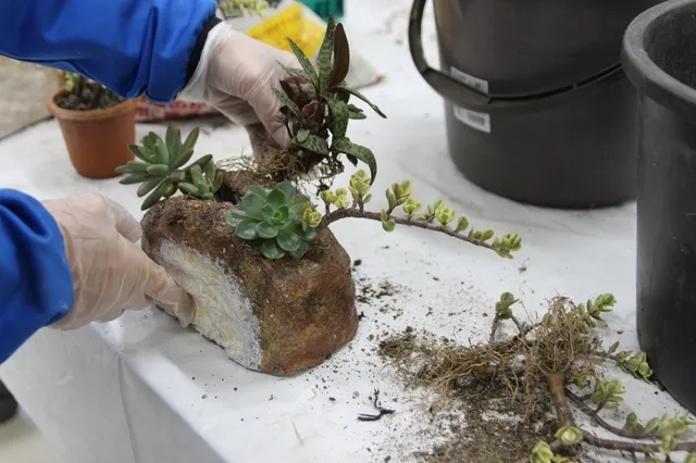 山野草の寄せ植え教室（2月）_1