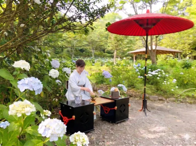 かさやあじさい野点お茶会（茶道体験）_1