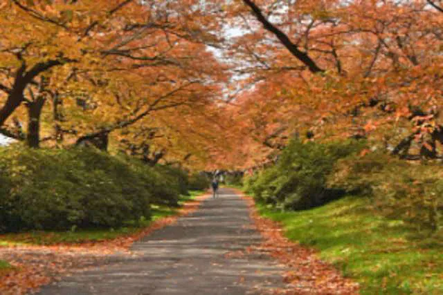 【紅葉・見ごろ】展勝地桜並木_1
