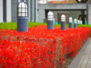 【紅葉・見ごろ】三芳町役場　緑地公園_1