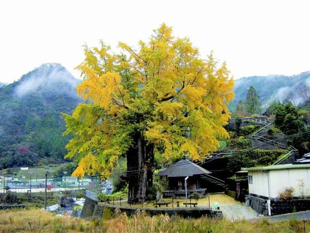 【紅葉・見ごろ】長者の大銀杏_1