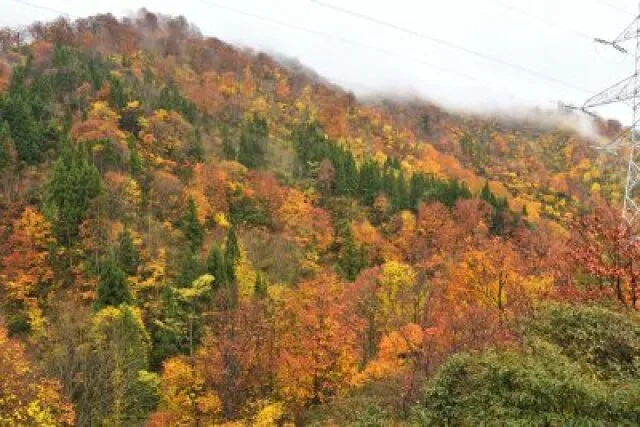 【紅葉・見ごろ】六十里越峠_1