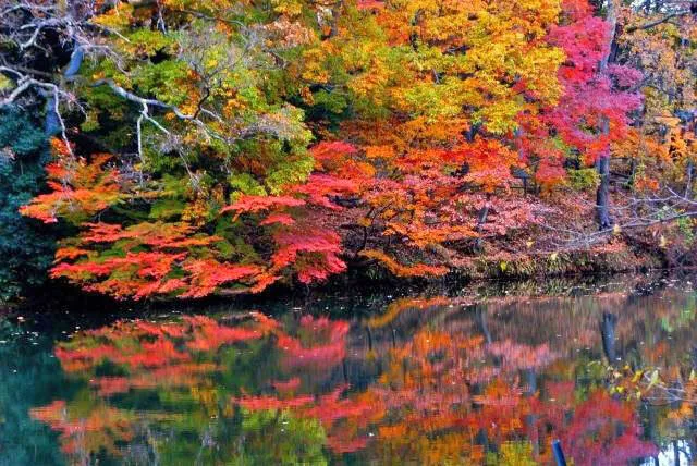 【紅葉・見ごろ】震生湖_1