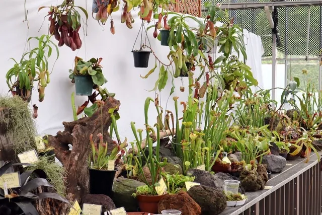世界の食虫植物展_1